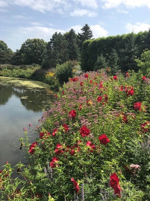 Hibiscus  Chicago Botanic Garden