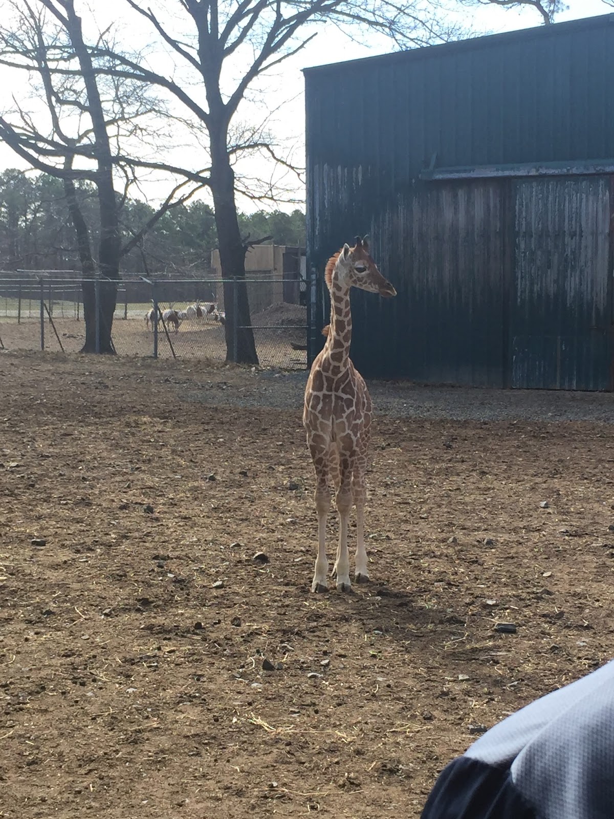 3 New Baby Giraffes Born at Six Flags Great Adventure for 2017 Season