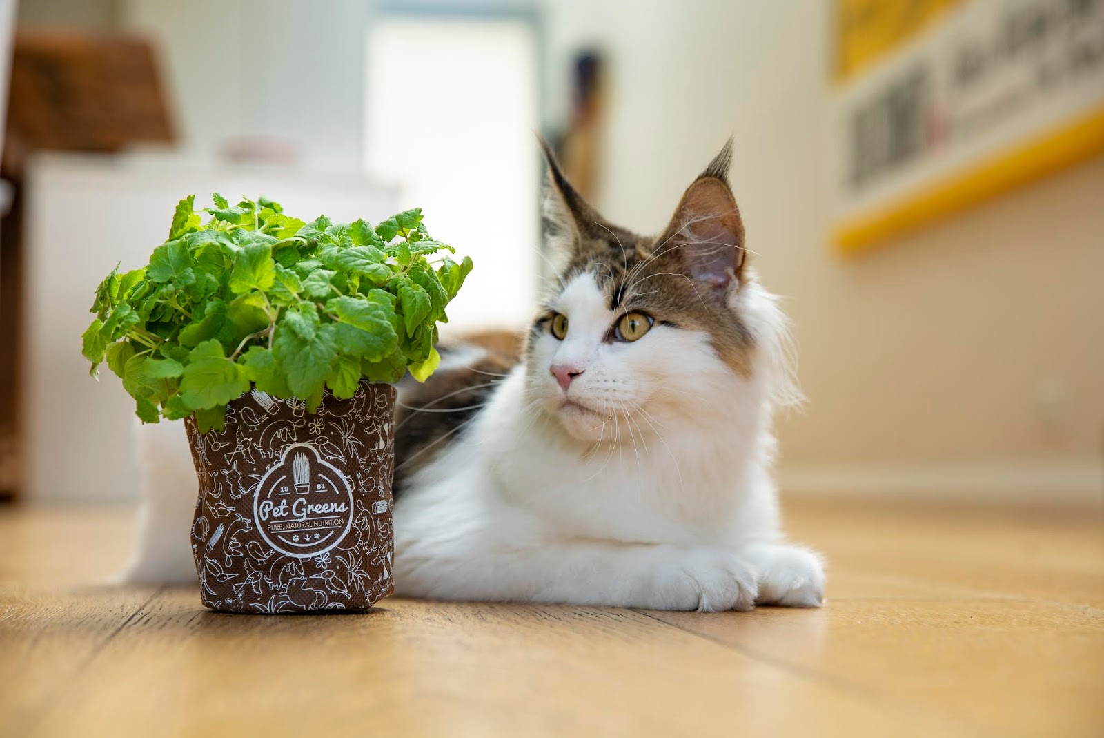 Pet Greens farmfresh greens for pets via subscription Australian Cat