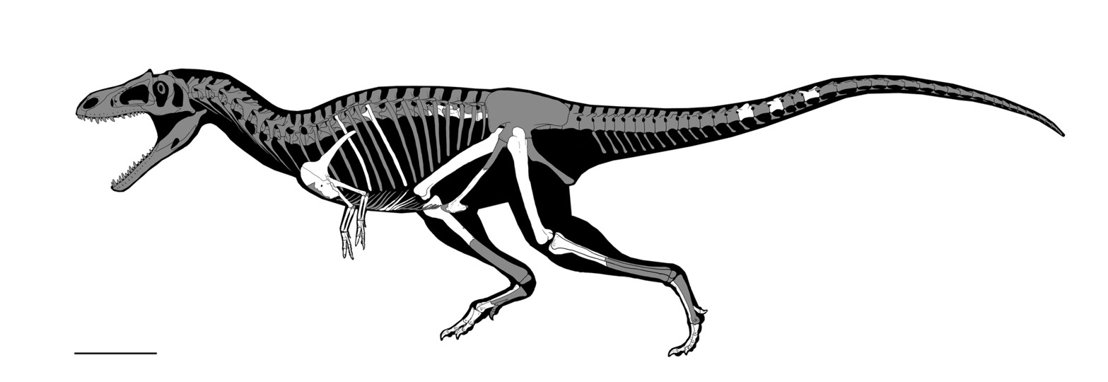 Paleosur: An Unusual New Theropod with a Didactyl from Patagonia Argentina