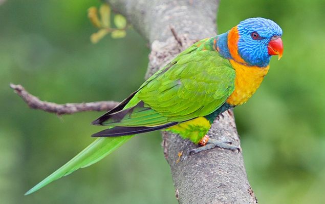 Parrot ~ World Information