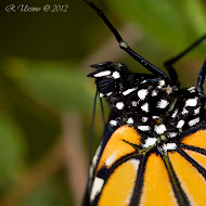 LEPIDOPTEROS