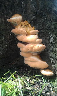 Oak Tree with Fungal Brackets