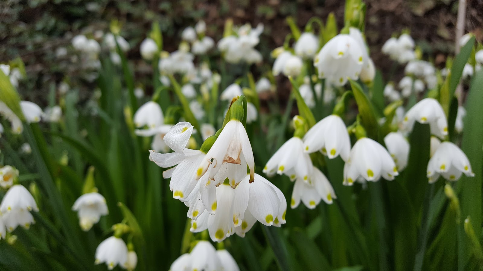 HOW TO GROW THE LODDON LILY - Leucojum aestivum |The Garden of Eaden