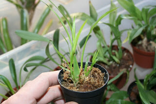 sigmatostallix radicans sigmatostallix radicans