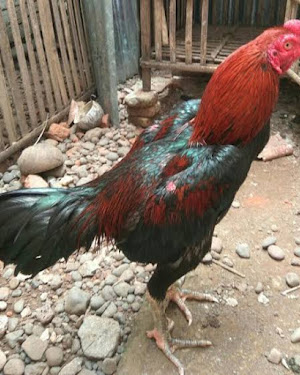 Mengenal Tentang Ukuran Ayam Dan Kelasnya Aaobii Ayam Hias