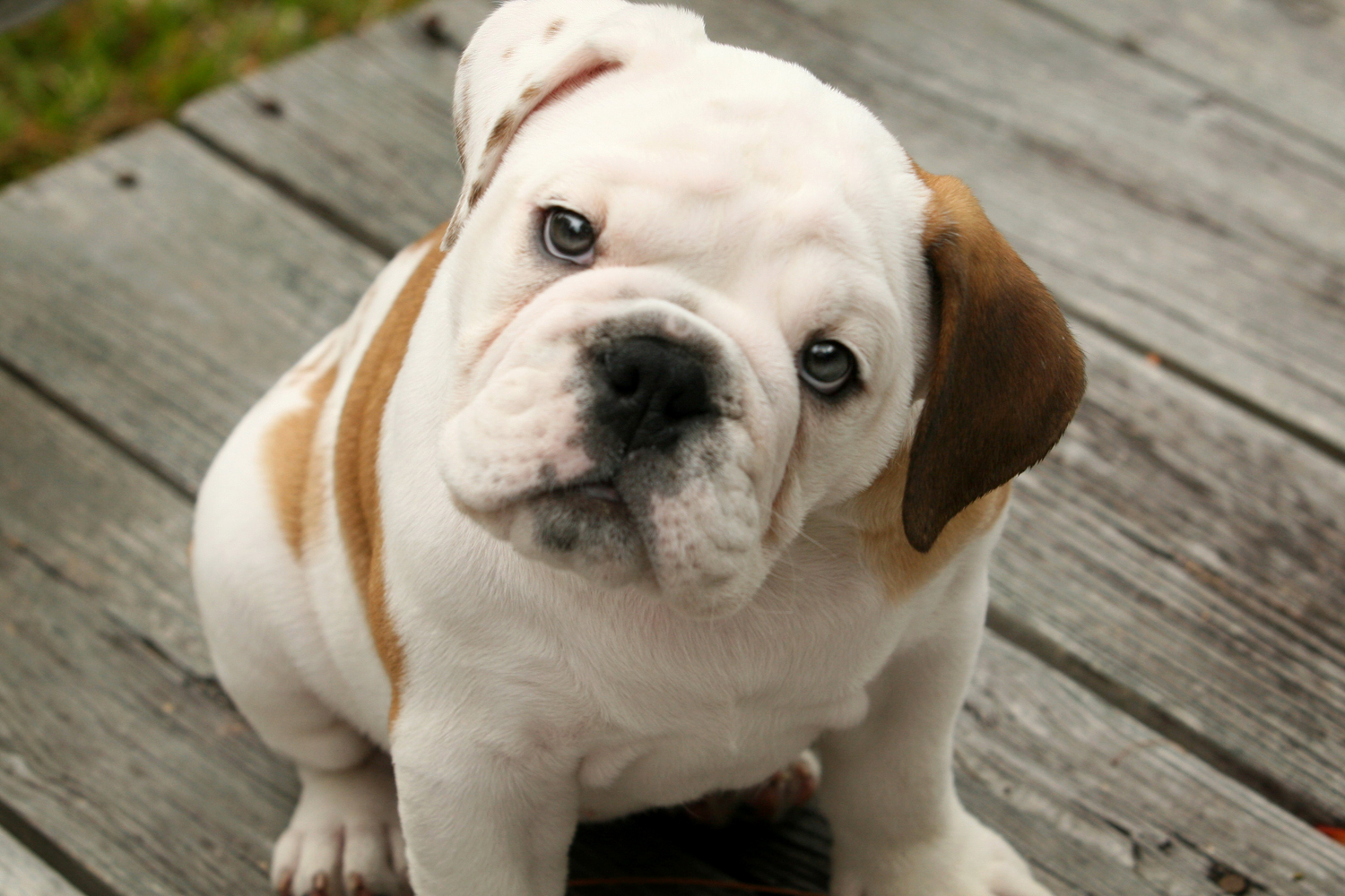 Great Cute English Bulldog Puppies of the decade Check it out now ...