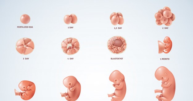 Integrasi Ilmu Biologi Dengan Alquran Dilihat Dari Proses Penciptaan Manusia Pojokata