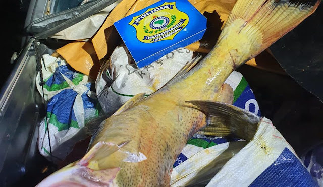 Cerca de 400 quilos de pescado ilegal em Porto Velho
