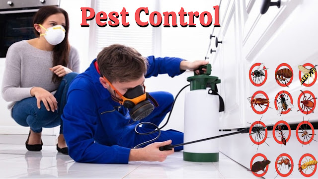 Pest Control Fulham, Wembley