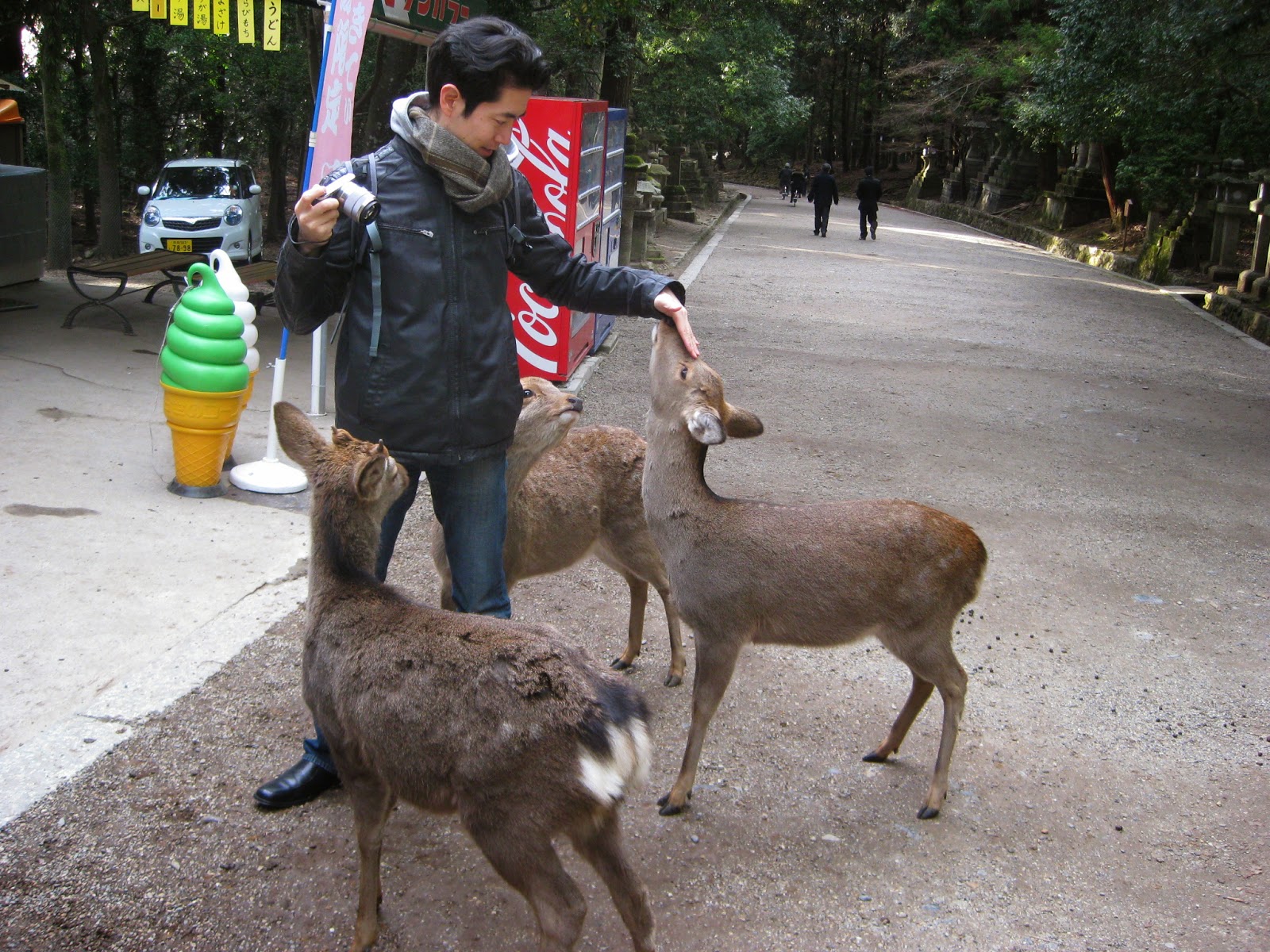 Kyoto - Deer on the grounds of Kasuga-taisha Shrine