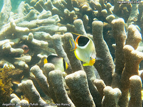 Vermiculated Angelfish (Chaetodontoplus mesoleucus) and Saddled Butterflyfish (Chaetodon ephippium)