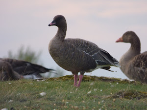 Snettisham 12/09/16