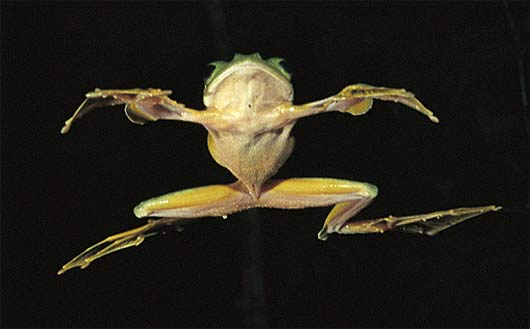 Flying Frogs Animals Besides Birds That Can Also Fly
