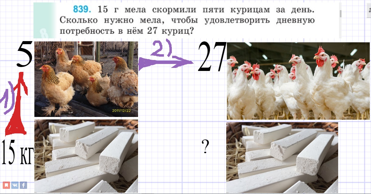Сколько курица задачи. Размер головы курицы. Диаметр головы курицы.