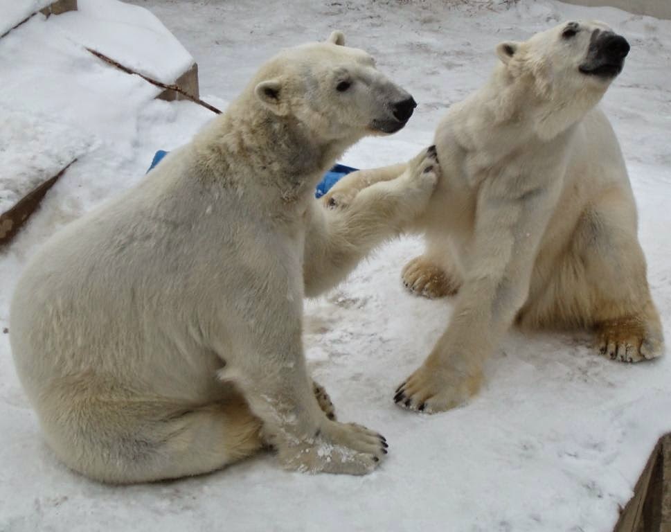 Como Park Zoo and Conservatory Named the Best Family Attraction in Minnesota! Como Park Zoo