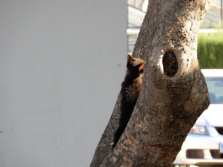 バレンシア大学(Universitat de València)の子猫の木登り