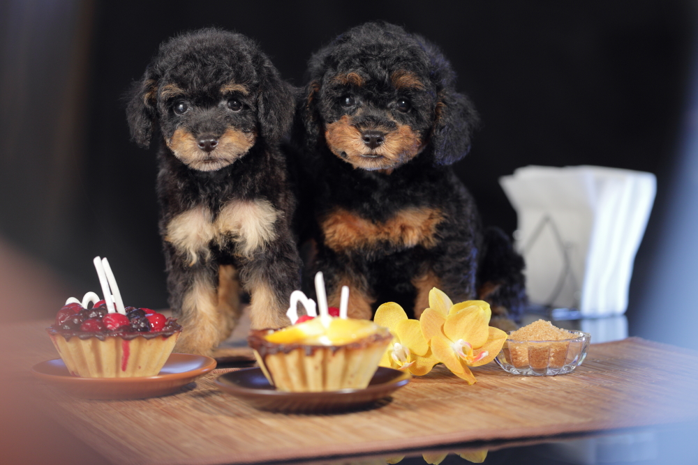 puppies phantom color