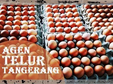 Distributor Agen Telur Tangerang Tangsel
