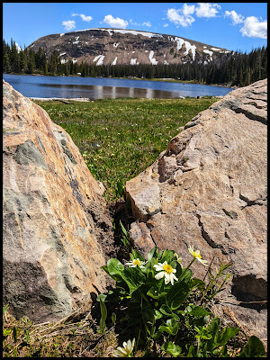 White March Marigold on the shore of Moosehorn Lake White March Marigold on the shore of Moosehorn Lake