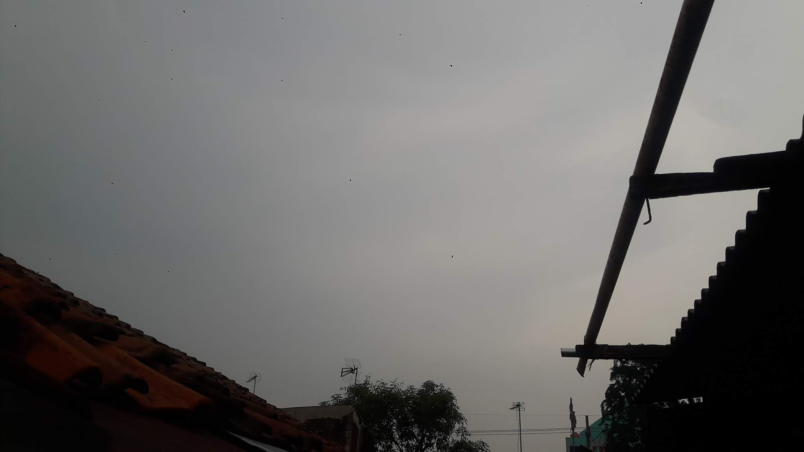 media kim kapasan : Pagi Mendung Sendu di Kampung Kelinci.