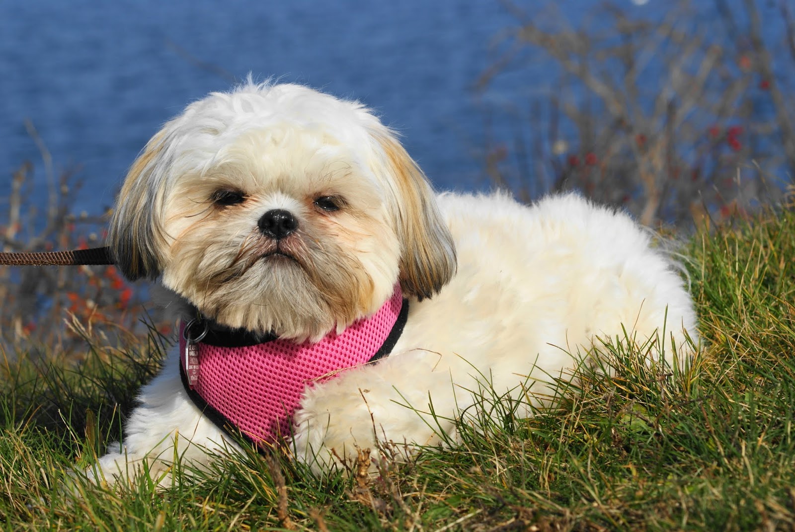 acid reflux remedy for dogs