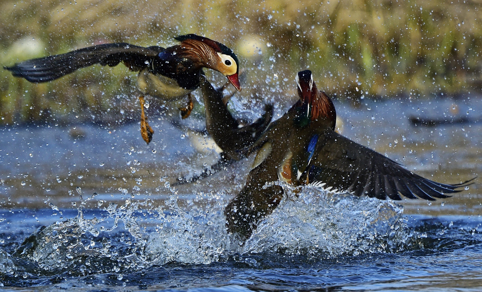 лебединое озеро алтайский край фото. фотоконкурс страны. фотоконкурс страны. лебединое озеро алтайский край 2023. самая красивая страна фотоконкурс 2020.