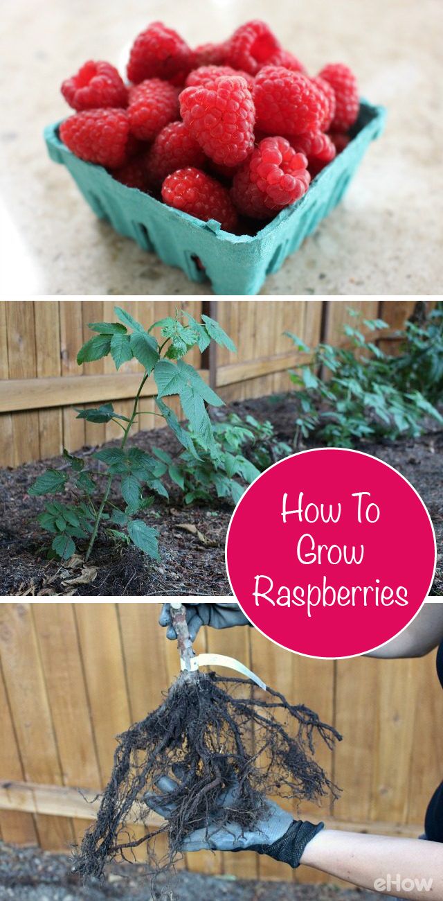 Best ideas about Growing, Plants, Harvesting Raspberries Everything