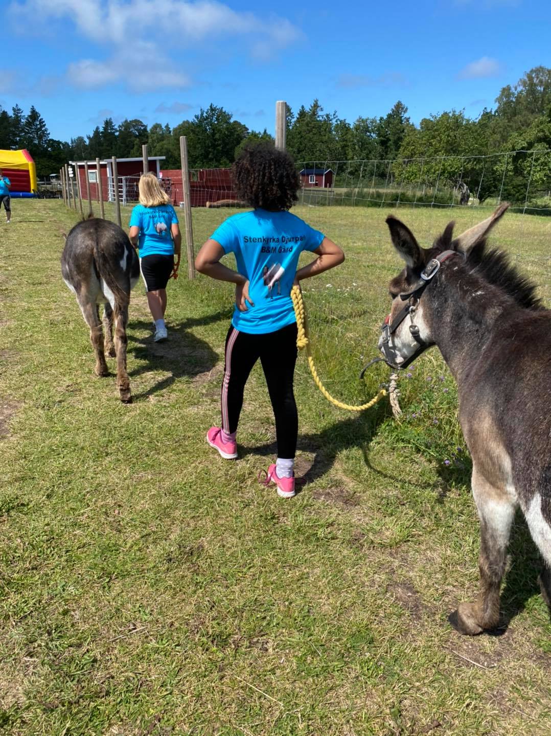 volontario, bacio, asino, cavallo, voluntouring, volontariato, svezia, vitto e alloggio, scambio di ospitalità,