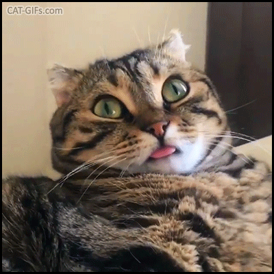 Funny Cat GIF • Purrfect BLEP. cat-exe has stopped working Funny cat, funny eyes tongue and ears. Funny Cat GIF • Purrfect BLEP. cat-exe has stopped working Funny cat, funny eyes tongue and ears.
