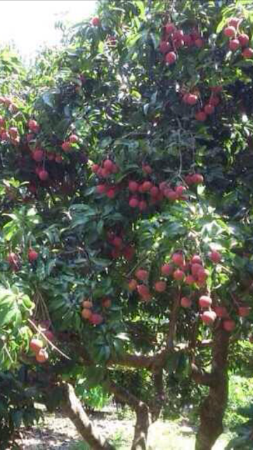 Lychee tree with fruit