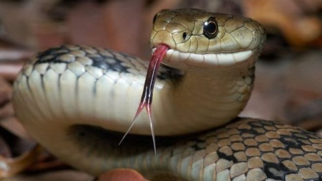 Hewan yang Membunuh Tanpa Alasan - BLOG UNIK