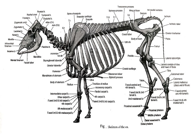 What is Scapula | Appendicular Skeleton | Gross Anatomy | -- Anjani Mishra