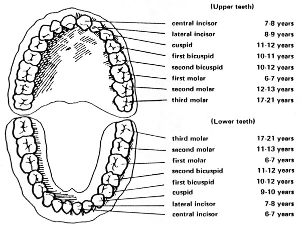 Eruption Dates for Permanent Teeth