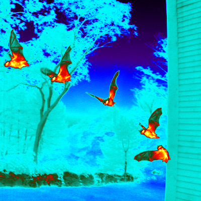 Outdoor Tips from Texas Parks & Wildlife magazine: Celebrating Bats ...