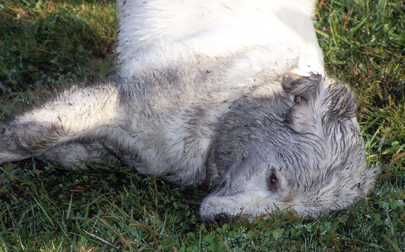 josie still rolling in the dirt, photo taken from her other side, her eyes are rolled back in ecstasy