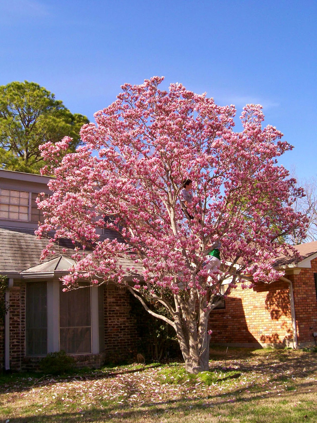 Rockhounding Around: My Japanese/ Tulip magnolia tree bloomed too early ...