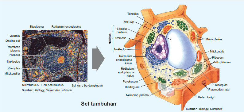  Sel  Tumbuhan  Hewan 