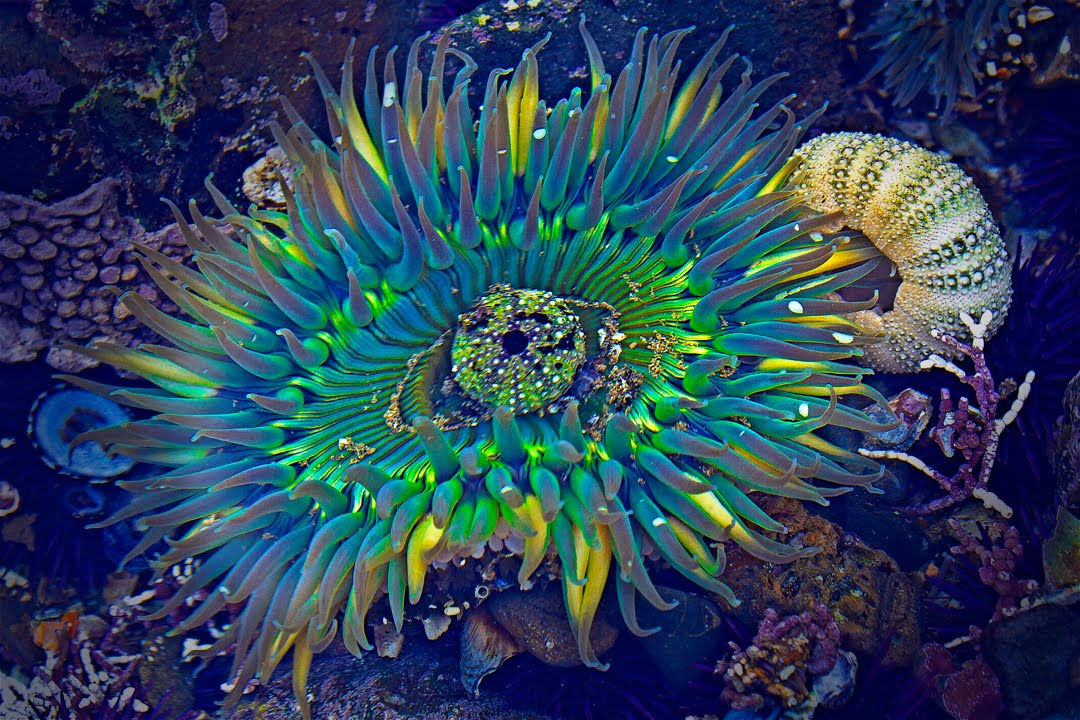 wow tidal pools wow tidal pools