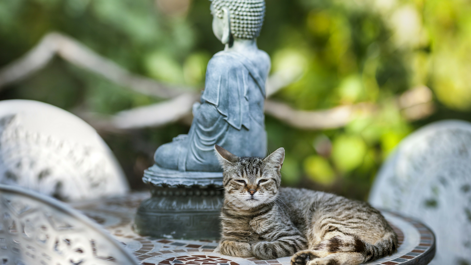 Красивая рассказ на дзен. Кошка дзен. Медитация с животными. Дзен (Zen). Зен кошка.