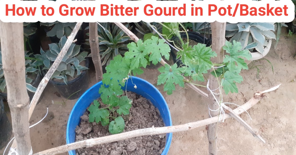 How to grow Bitter Gourd in Pot/Basket