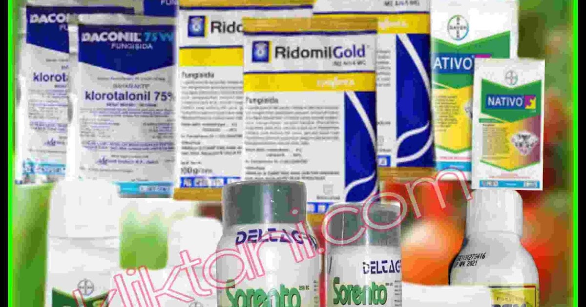7 Fungisida Cair Terbaik Bagi Tanaman Padi Cabai Tomat Jagung Dan Lainnya Kliktani Com