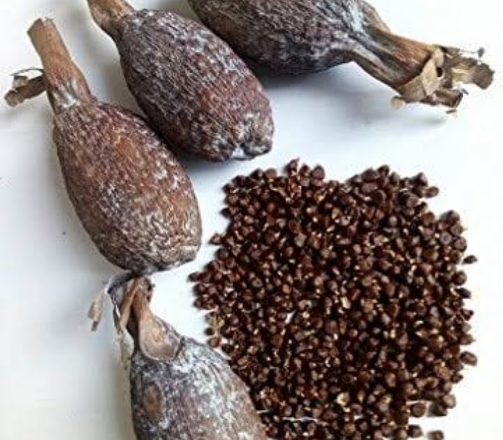 8 Spiritual Benefits Of Alligator Pepper You Don’t Know & Should Know