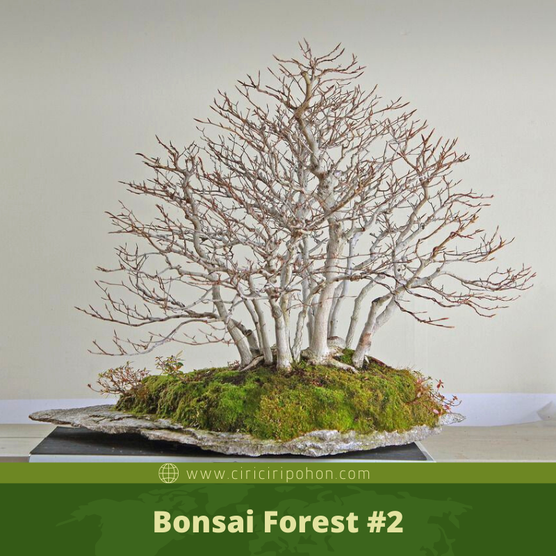 Cara Bikin Pot Bonsai Unik  Handmade Lengkap Dengan Gambar 