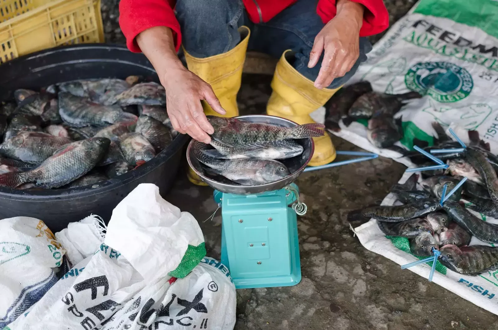 Gurel Bokod Benguet Cordillera Administrative Region Philippines Fish Vendor Weighing Fresh River Fish for Sale