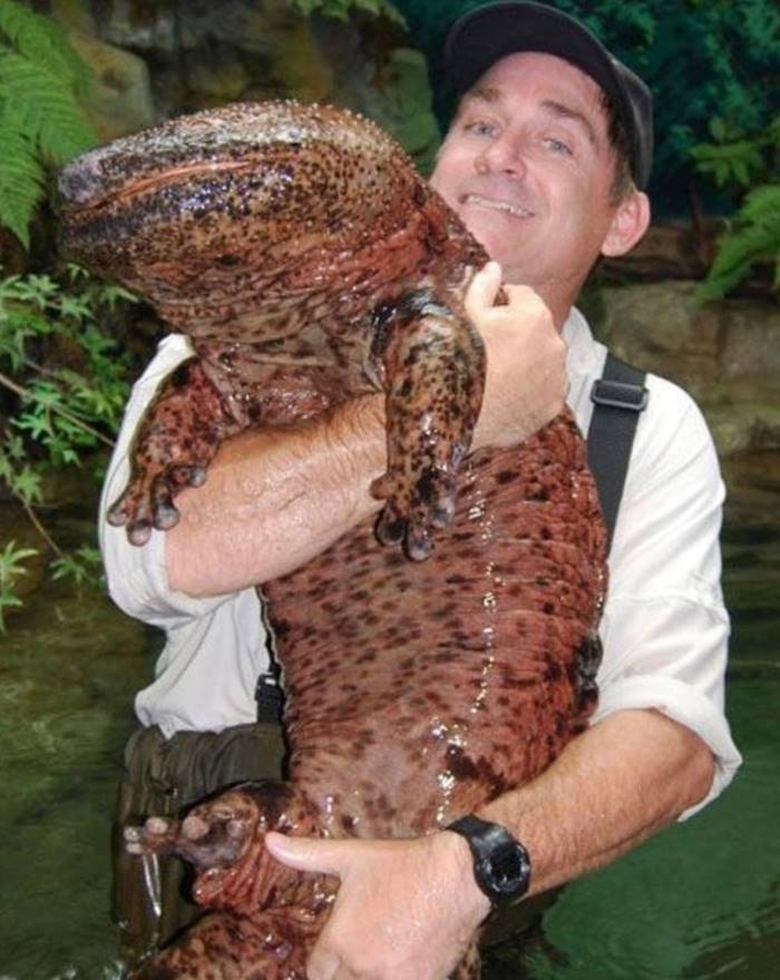 Giant chinese salamander