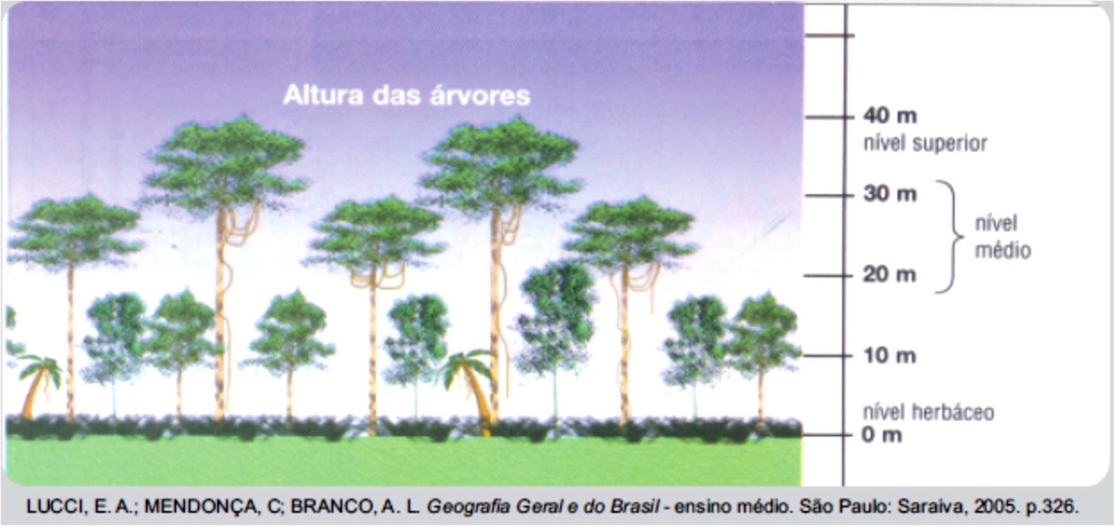 Vegetação Rasteira De Ciclo Vegetativo Curto Exemplo Musgos E Liquens