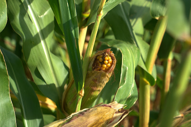 Hama dan penyakit tanaman jagung