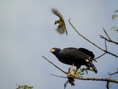 Common Black Hawk Buteogallus anthracinus Tobago
