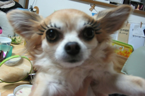 Trào lưu gắn mi giả lên mặt thú cưng trên thế giới Trào lưu gắn mi giả lên mặt thú cưng trên thế giới